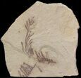 Metasequoia (Dawn Redwood) Fossil - Montana #41452-1